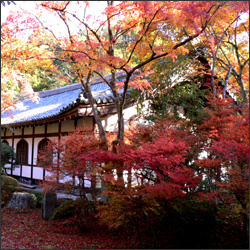 醍醐寺 京都 紅葉の名所01