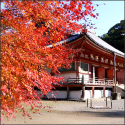 醍醐寺 京都 紅葉の名所02