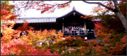 京都の紅葉観光−東福寺−