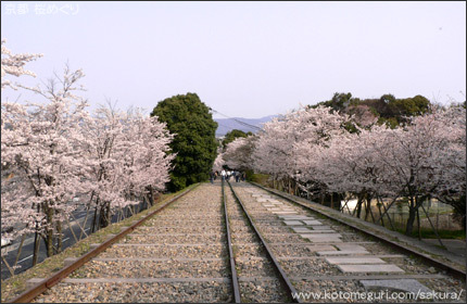 蹴上インクライン 京都 桜の名所