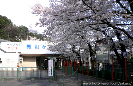 石清水八幡宮 京都 桜の名所