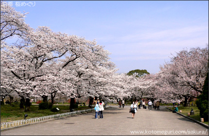 京都府立植物園 京都 桜の名所