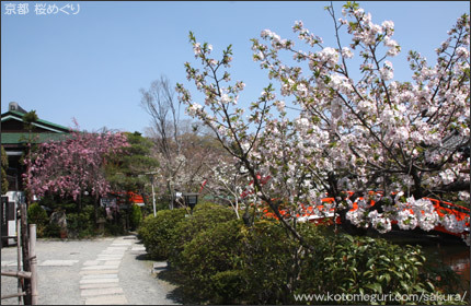 神泉苑 京都 桜の名所