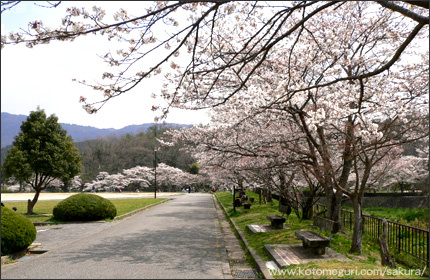 宝ヶ池公園 京都 桜の名所