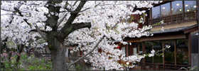 京都の桜−おすすめ Ｎｏ２−