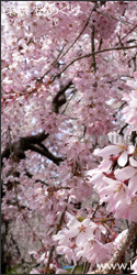 新宿御苑 東京の桜