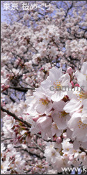 井の頭恩賜公園 東京の桜