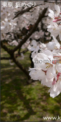 隅田公園 東京の桜